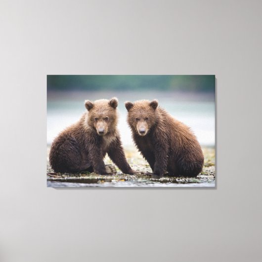 Kutest Baby Animals | Twee Beer kubussen Canvas Afdruk (Voorkant)