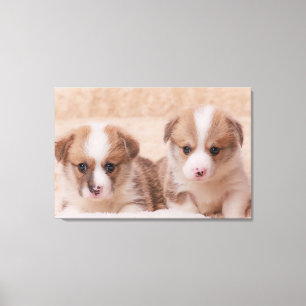 Kutest Baby Animals   Twee Corgi-Puppies Canvas Afdruk