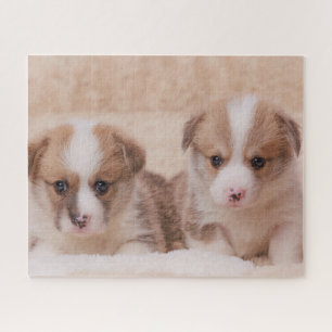 Kutest Baby Animals Twee Corgi-Puppies Legpuzzel