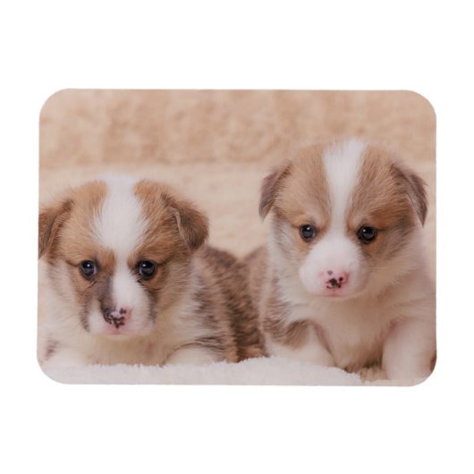 Kutest Baby Animals | Twee Corgi-Puppies Magneet (Horizontaal)