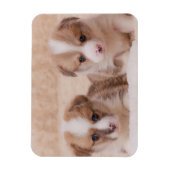 Kutest Baby Animals | Twee Corgi-Puppies Magneet (Verticaal)