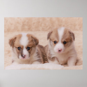 Kutest Baby Animals   Twee Corgi-Puppies Poster