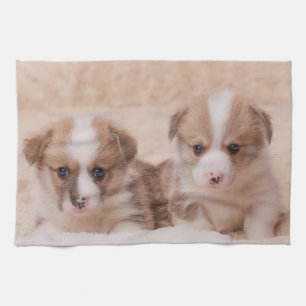 Kutest Baby Animals   Twee Corgi-Puppies Theedoek