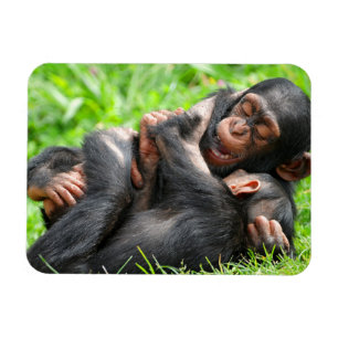 Kutest Baby Animals Twee jonge Chimpansees Magneet