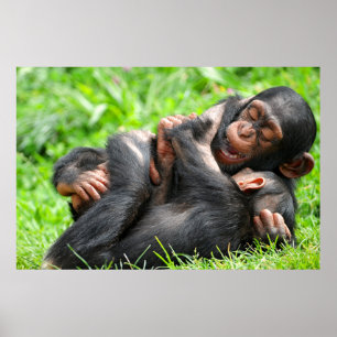 Kutest Baby Animals   Twee jonge Chimpansees Poster