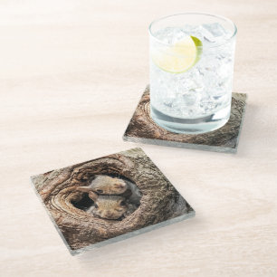 Kutest Baby Animals   Twee jonge eekhoorns Glazen Onderzetter