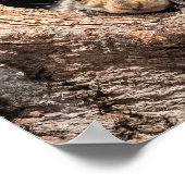 Kutest Baby Animals | Twee jonge eekhoorns Poster (Hoek)