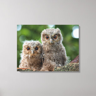 Kutest Baby Animals Twee jonge eigenaars Canvas Afdruk
