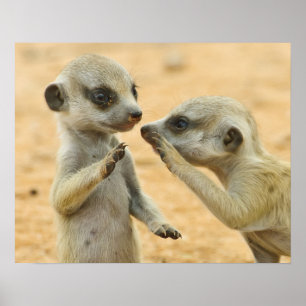 Kutest Baby Animals   Twee jonge Meerkats Poster