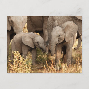 Kutest Baby Animals Twee jonge olifanten Briefkaart