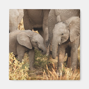 Kutest Baby Animals   Twee jonge olifanten Magneet