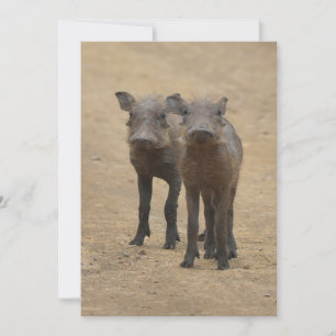 Kutest Baby Animals Twee jonge Warthogs Bedankkaart