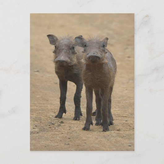 Kutest Baby Animals | Twee jonge Warthogs Briefkaart (Voorkant)
