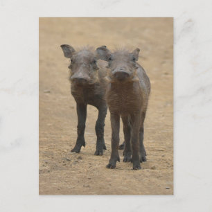 Kutest Baby Animals   Twee jonge Warthogs Briefkaart