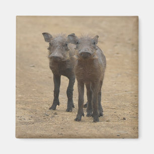 Kutest Baby Animals Twee jonge Warthogs Magneet