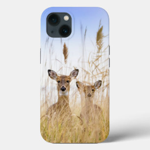 Kutest Baby Animals Twee jonge Witte Gedetaillee iPhone 13 Hoesje