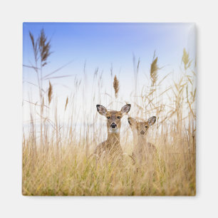 Kutest Baby Animals   Twee jonge Witte Gedetaillee Magneet