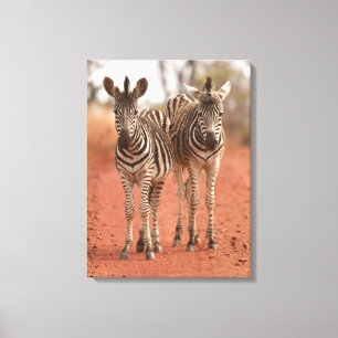 Kutest Baby Animals Twee jonge Zebras Canvas Afdruk