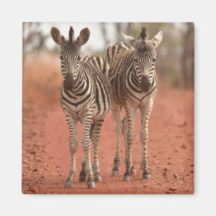 Kutest Baby Animals Twee jonge Zebras Magneet