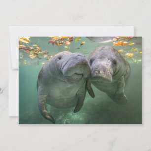 Kutest Baby Animals   Twee lamantijnen Bedankkaart