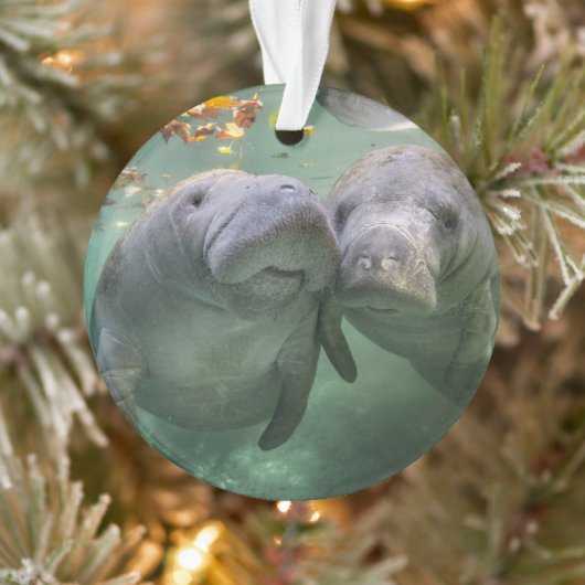 Kutest Baby Animals | Twee lamantijnen Ornament (Boom)