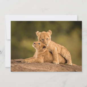 Kutest Baby Animals Twee lionkubussen Bedankkaart