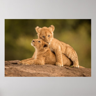 Kutest Baby Animals   Twee lionkubussen Poster
