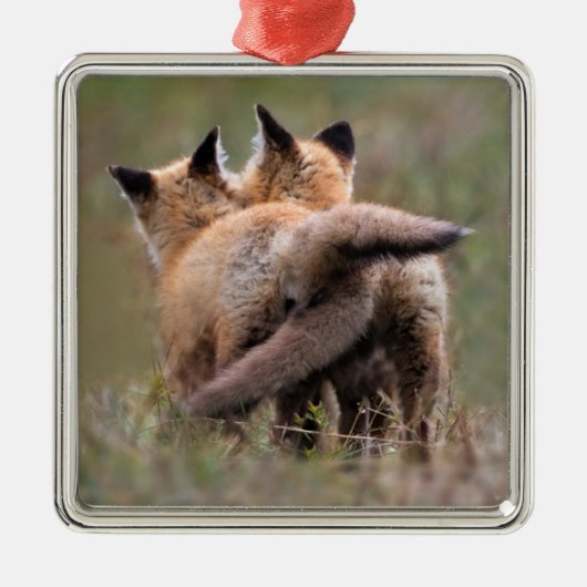 Kutest Baby Animals | Vergrendelingstaarten voor r Metalen Ornament (Voorkant)