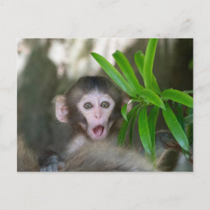 Kutest Baby Animals   Verrassde sneeuwaap Briefkaart