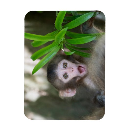 Kutest Baby Animals | Verrassde sneeuwaap Magneet (Verticaal)