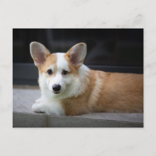 Kutest Baby Animals   Versoepeling Corgi Puppy Briefkaart