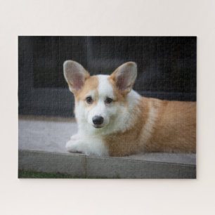 Kutest Baby Animals Versoepeling Corgi Puppy Legpuzzel