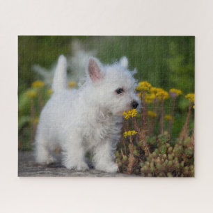Kutest Baby Animals   West Highland White Terrier Legpuzzel
