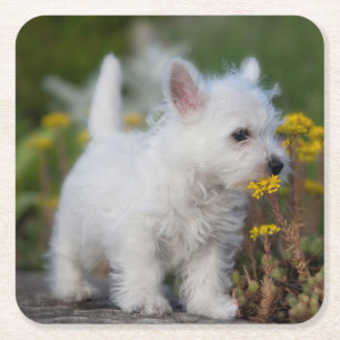 Kutest Baby Animals   West Highland White Terrier Vierkante Kartonnen Onderzetter
