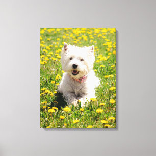 Kutest Baby Animals Westie Dog in Dandelions Canvas Afdruk