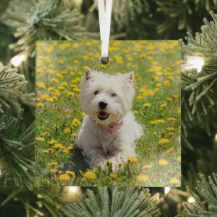 Kutest Baby Animals   Westie Dog in Dandelions Glas Ornament