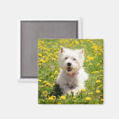 Kutest Baby Animals | Westie Dog in Dandelions Magneet (Voorkant / Achterkant)
