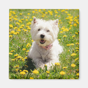 Kutest Baby Animals   Westie Dog in Dandelions Magneet
