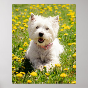 Kutest Baby Animals   Westie Dog in Dandelions Poster