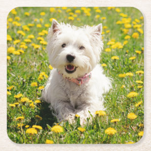 Kutest Baby Animals   Westie Dog in Dandelions Vierkante Kartonnen Onderzetter