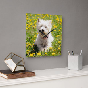 Kutest Baby Animals   Westie Dog in Dandelions Vierkante Klok
