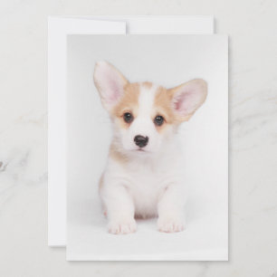 Kutest Baby Animals   White Corgi Puppy Bedankkaart