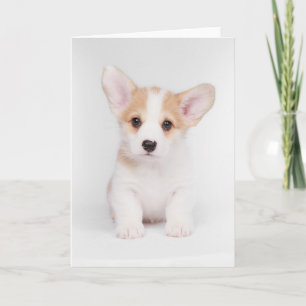 Kutest Baby Animals   White Corgi Puppy Kaart