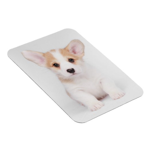 Kutest Baby Animals | White Corgi Puppy Magneet (Rechterzijde)