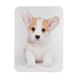 Kutest Baby Animals White Corgi Puppy Magneet