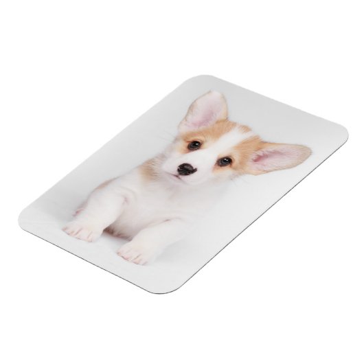 Kutest Baby Animals | White Corgi Puppy Magneet (Linkerzijde)