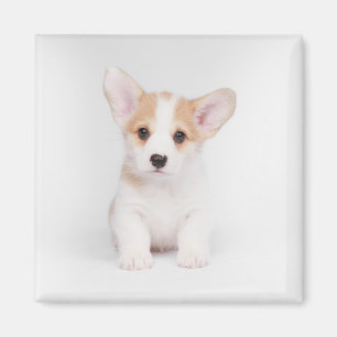 Kutest Baby Animals White Corgi Puppy Magneet