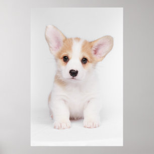 Kutest Baby Animals   White Corgi Puppy Poster