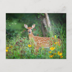 Kutest Baby Animals White Tailed Deer in Daisies Briefkaart