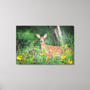 Kutest Baby Animals White Tailed Deer in Daisies Canvas Afdruk